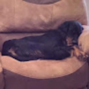 Meet your Posher, Ronnie l.